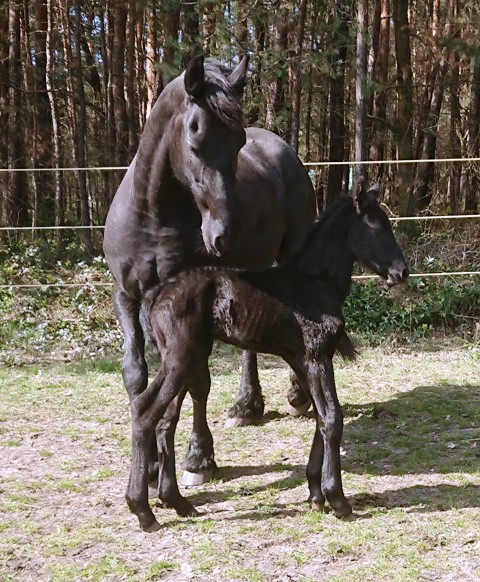 Am nächsten Vormittag auf Koppel