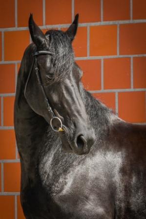 profil vor stall 2020