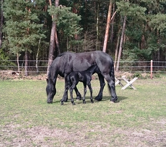 JanneAximKoppel16