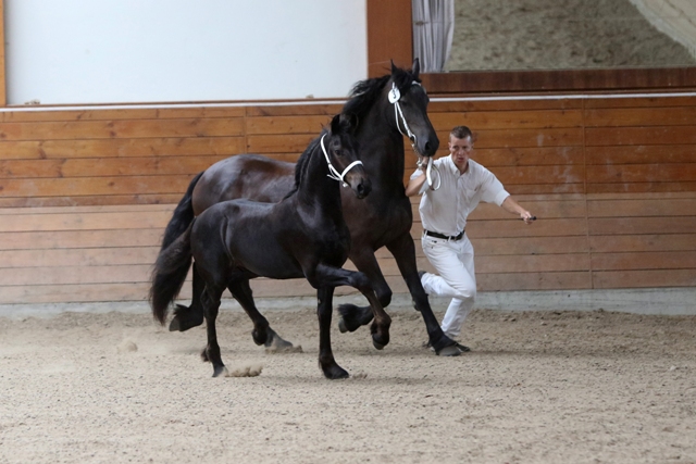ZS15TrabmitLotti