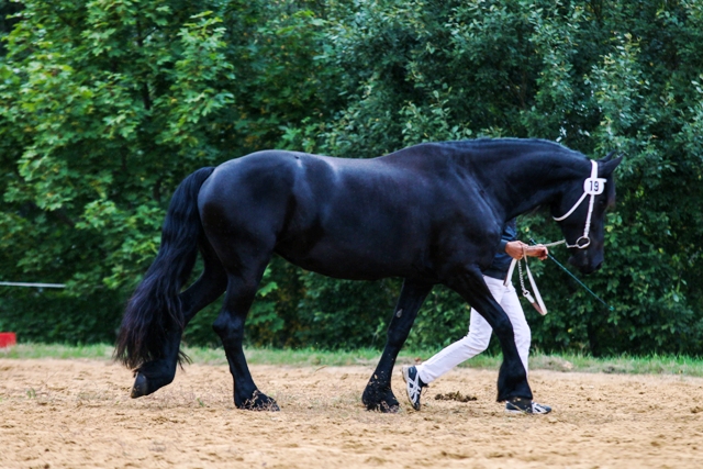 ZS16MaxiSchritt