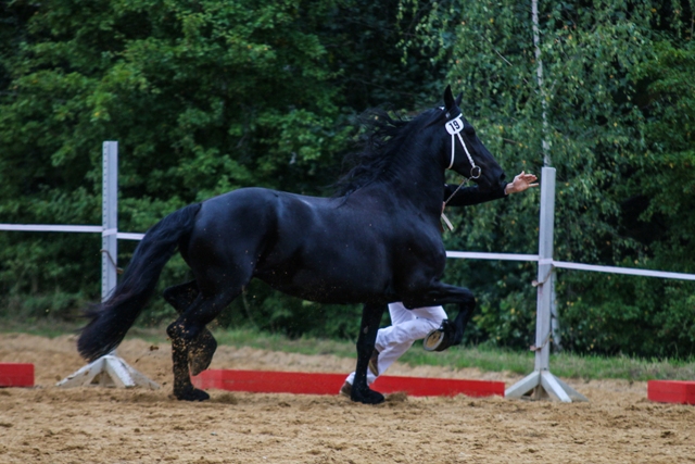 MaxiZS16TTrab