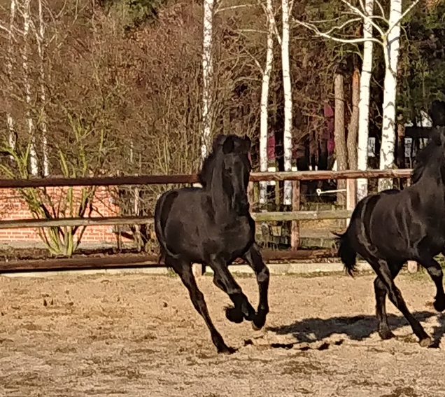 galopp vorn 12 19